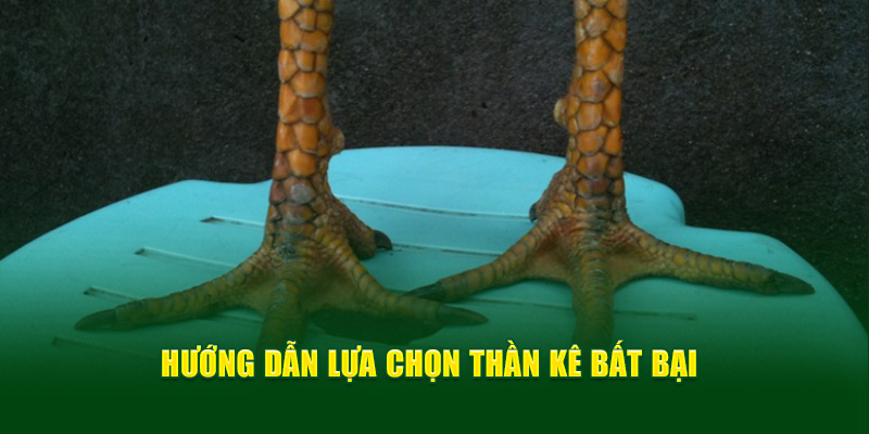 Vảy Gà Ngũ Quỷ Cùng Các Bí Kíp Bất Bại Từ Thương Hiệu OK9 4 Hướng dẫn lựa chọn thần kê bất bại